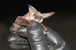 Oreillard gris (Plecotus austriacus) 2